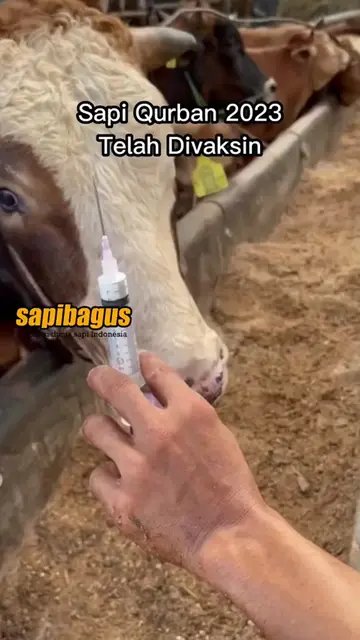 Sapi-Qurban-2023-Telah-Divaksin